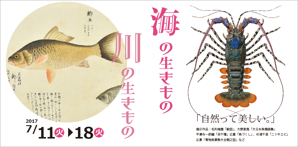 「自然って美しい。」
日本人の生活にとって深い関わりのある海や川の生き物は、昔から掛け軸や浮世絵にも描かれています。写真を凌駕するかのような細密な杉浦千里の博物画も展示。描かれた造形美をお楽しみ下さい。