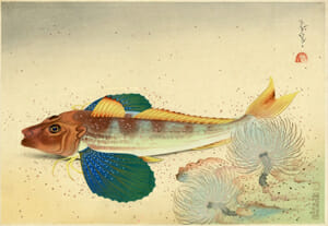 大野麦風「大日本魚類画集 ホオボオ」