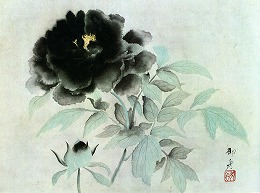 速水御舟 「黒牡丹」(山種美術館蔵)